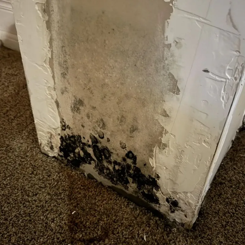 Professional Mold Removal in Mansfield, AR